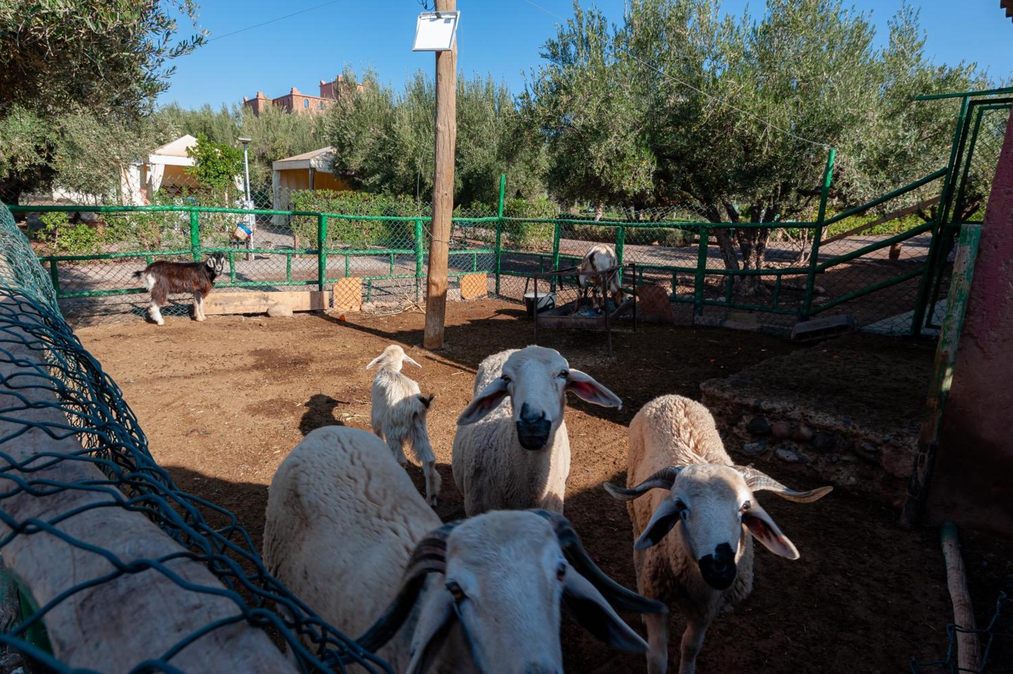Ferme Sidi Safou & Spa Marrakesh Exterior photo
